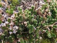 Selaginella eremophila