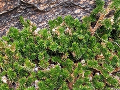 Selaginella eremophila