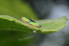 Versigonalia vermiculata