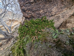 Selaginella eremophila