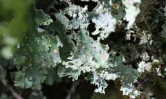 Pseudocyphellaria homoeophylla