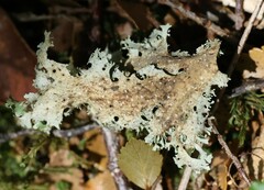 Pseudocyphellaria homoeophylla