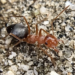 Endiodioctes