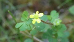 Ranunculus reflexus