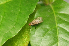 Anthomyia punctipennis