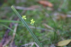 Ranunculus reflexus