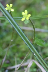 Ranunculus reflexus
