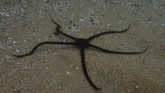 Ophiopsammus maculata