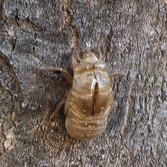 Quesada gigas