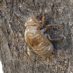 Quesada gigas