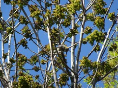 Melanerpes aurifrons