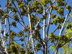 Melanerpes aurifrons
