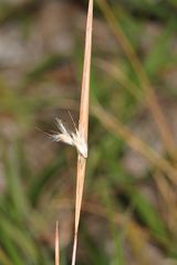 Schizachyrium fragile