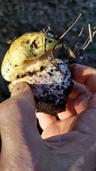 Cortinarius xanthodryophilus