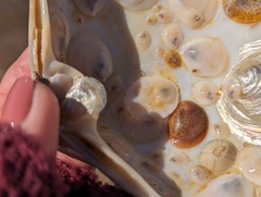 Crepidula plana