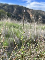 Acmispon glaber