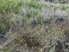 Acmispon glaber