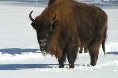 Bison bonasus