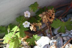 Geranium potentilloides