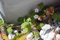 Geranium potentilloides