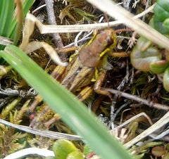 Melanoplinae