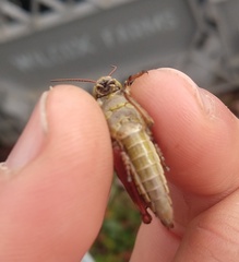 Melanoplinae