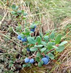 Vaccinium uliginosum