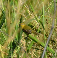 Pseudocolopteryx acutipennis