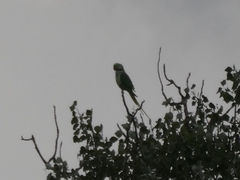 Psittacula eupatria
