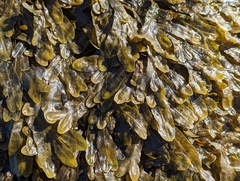 Fucus spiralis