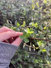 Lonicera subspicata