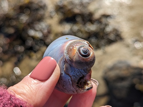 Shark Eye, Barnstable, Massachusetts, United States, photo 10 of 10