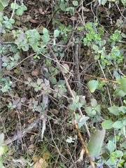 Lonicera subspicata