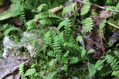 Leptinella squalida