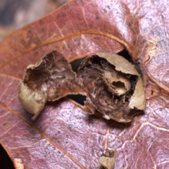 Amphibolips quercusostensackenii