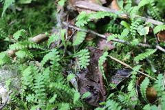 Leptinella squalida