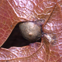 Amphibolips quercusostensackenii