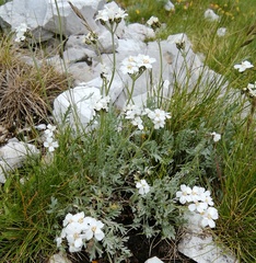 Achillea clavennae