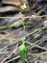 Persicaria strigosa