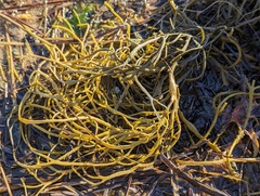 Ascophyllum nodosum