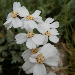 Achillea clavennae
