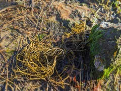 Ascophyllum nodosum