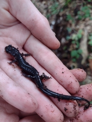Plethodon montanus