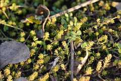 Sedum