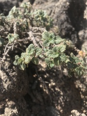 Forsskaolea procridifolia