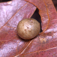 Amphibolips quercusostensackenii