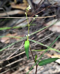 Persicaria strigosa