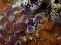 Phyllodesmium magnum