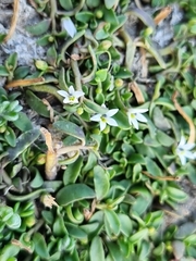 Lobelia irrigua