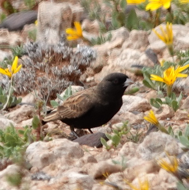 Black-eared Sparrow-Lark (Eremopterix australis), photo 8